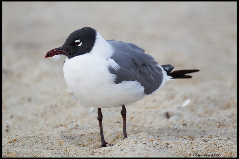 _6SB0096 laughing gull.jpg